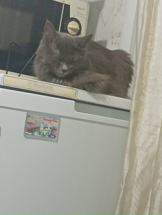 Потерялась кошка ! В районе дома Лермонтова 12. Откликае...