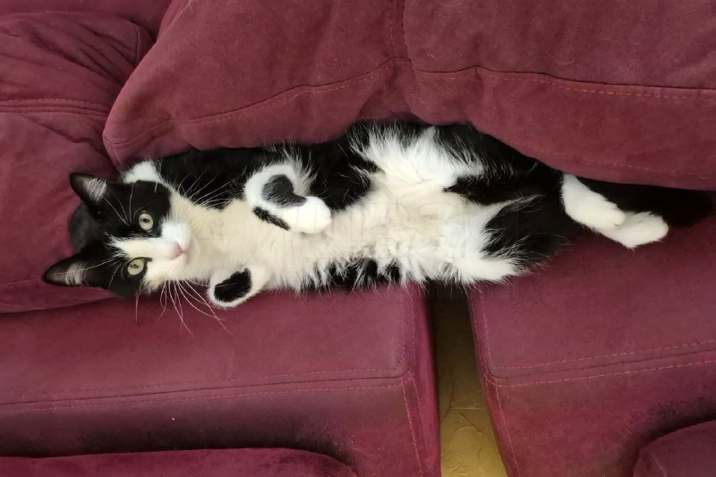 Кот Филу стал знаменитостью во Франции — он потерялся в Испании и сам нашёл дорогу домой
Питомца сл