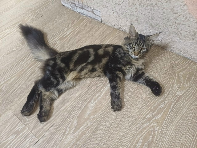 Потерялся кот на ул. Пушкина, в районе рынка. Откликает?...