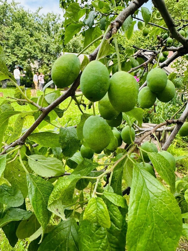 Сочные кадры из усадьбы Горки Ленинские ?