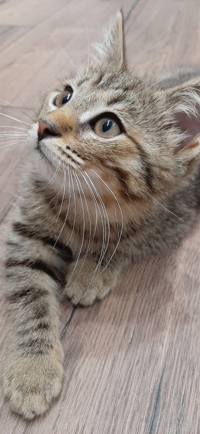 Вашему вниманию - брелок от тигра! 🐯
Играет со всем, чт...