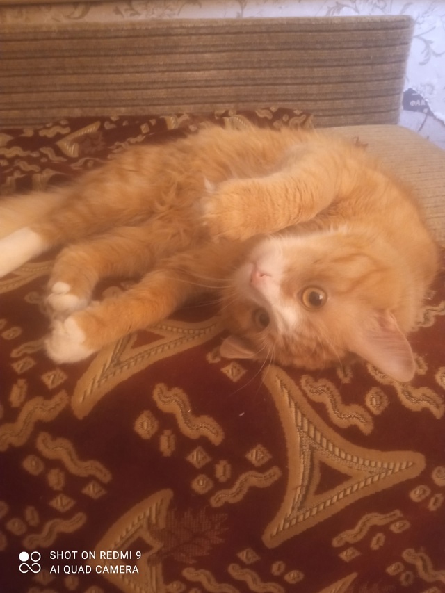 Малыш Тихан и моя любовь Маркиз 😻