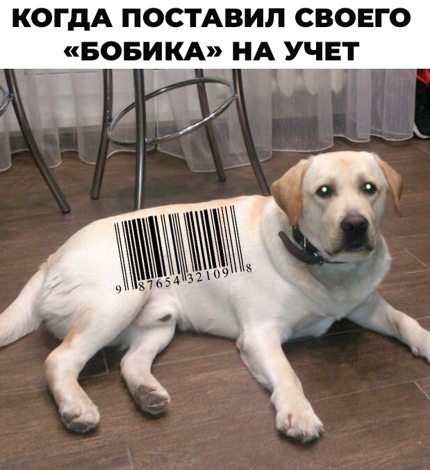 👉Смолянам придется поставить на учет своих собак и ко...