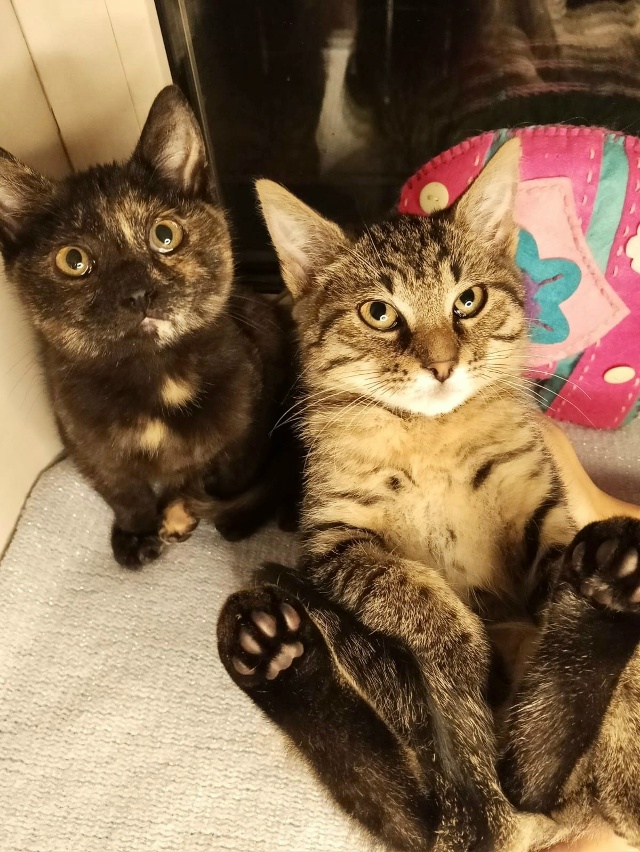 Спб и Лен.обл
🏡ЗОЯ и ЛОЛА в поиске семьи
Малышкам 3 мес,...