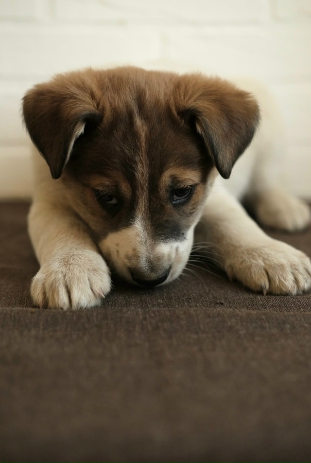 ‼️Две девочки и два мальчика очень хотят быть домашни...