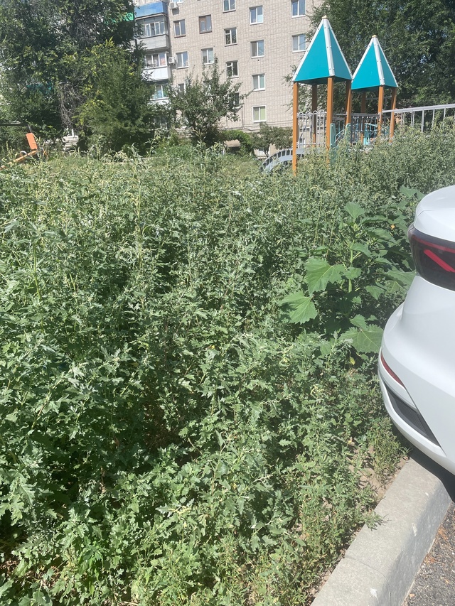 В центре города бурьян не проходимый , выше роста ребён...