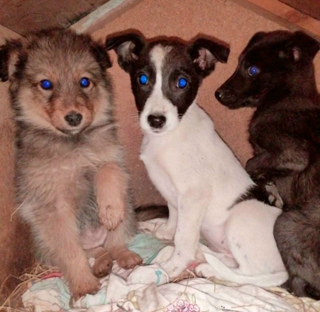 ??Абинск?? В поисках заботливых хозяев! Эти малыш?...