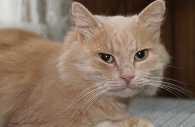 Пропал кот.В районе пожарного пруда.Был в красном ошей?...