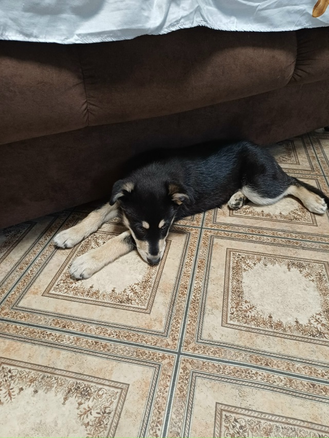 Отдам щенка в хорошие руки,очень милая,дружелюбная,лас...