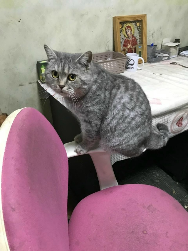 Пропала кошка в районе СХТ откликается на кличку Мэри ,...