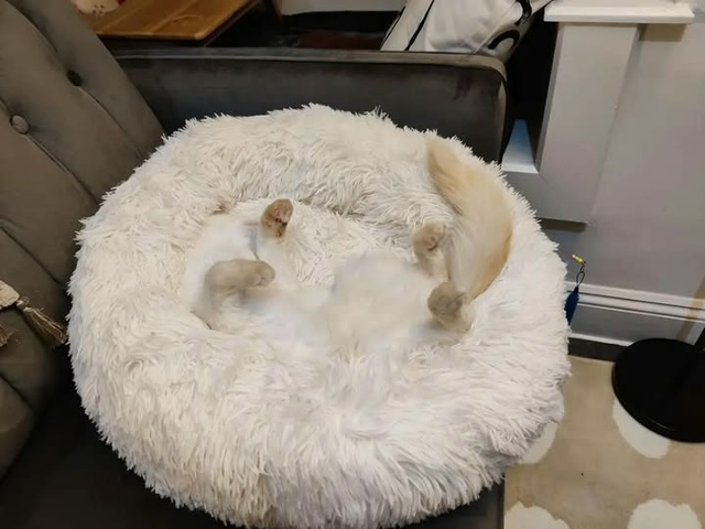 Моему коту на всё глубоко насПать!