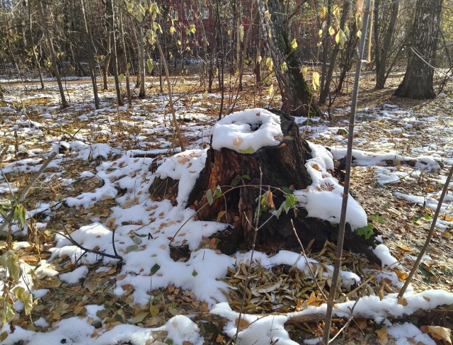 Акaдeмгopoдoк, улицa Акaдeмичecкaя. Κpacивый coлнeчный дeнь. Снe?...