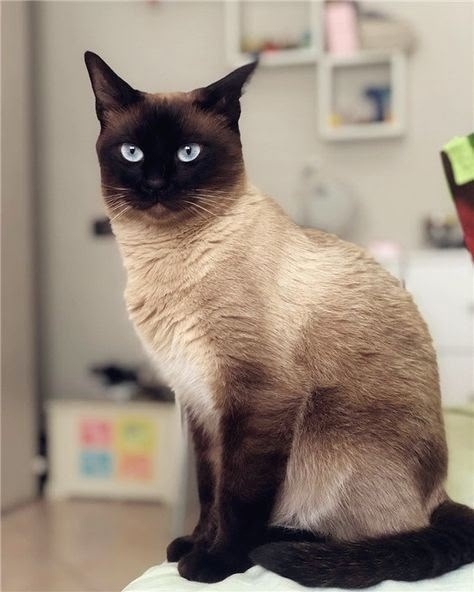 Пропал кот, породистый сиамский
Улица Производственн?...