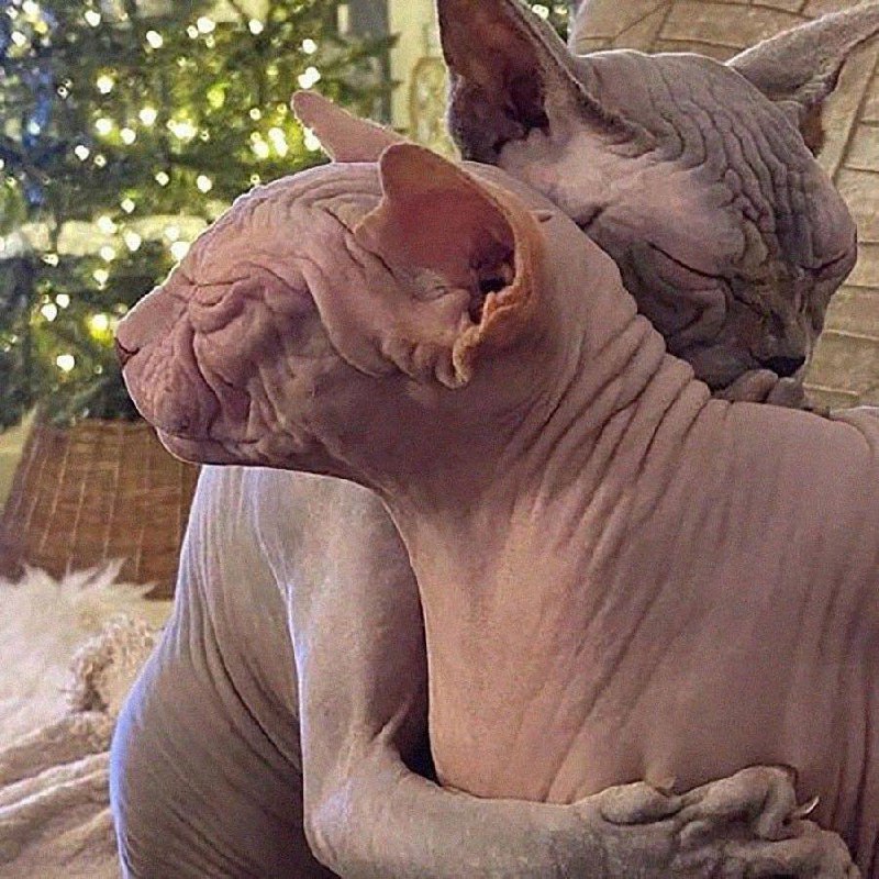 Я: *хочу достать из морозилки
только одну куриную грудку,
чтобы приготовить*
Куриные грудки в мороз