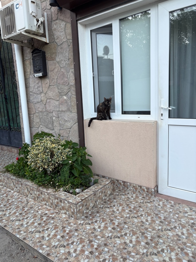 Ялтинские коты
#котоохота