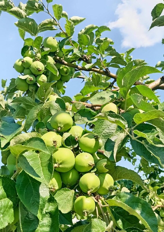 Мичуринский сад, ВДНХ🍏
Фото: Ксения Федосова