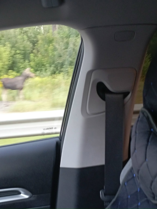 В 5:30 У ВНИИПО лосиха с лосенком стояли, ловили такси 😄 ...