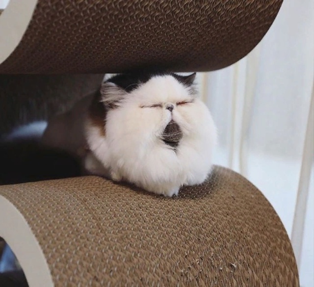 Моё тотемное животное =»>