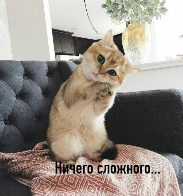 — Котики, скажите, как сделать мою жизнь лучше?
—