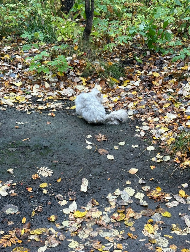 Никто котика не терял?
Видно что домашний.
Ленинградск...