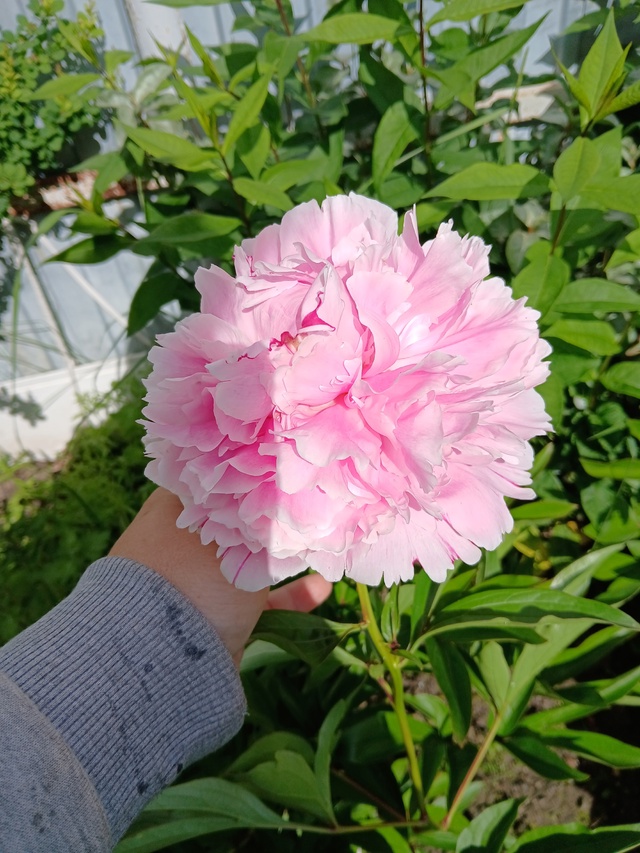 В наличии🌸☘️🌸
Большой выбор
Фото саженцев по запро...
