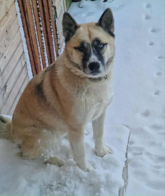 ? Пропала собака. Зовут Умка. Убежала из Раменья.
Отли?...