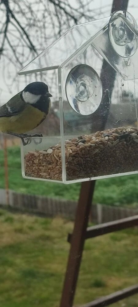 Победительница конкурса «Синички – в кадре»
По единод...