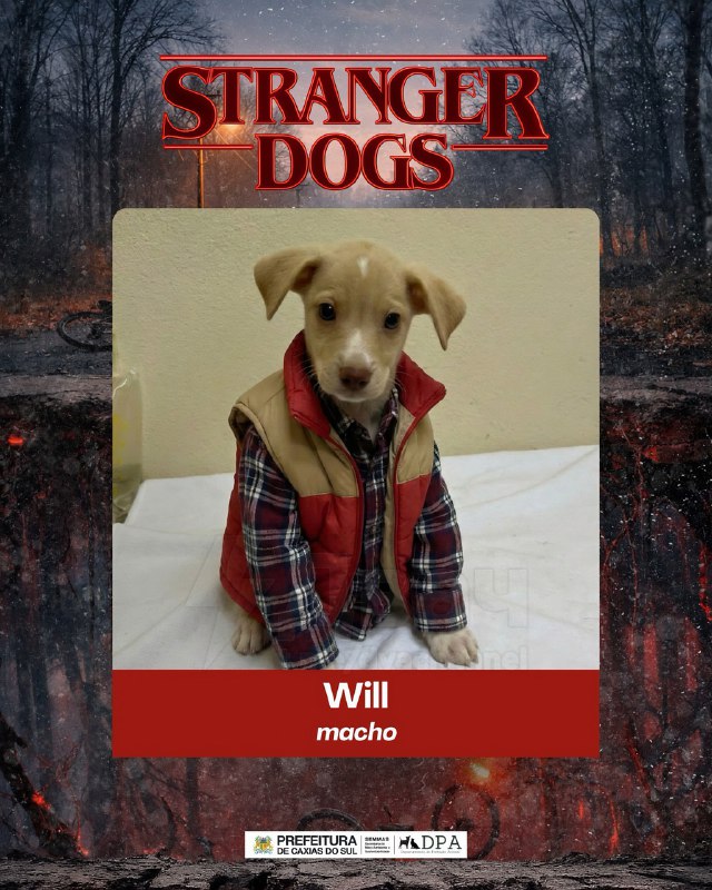 Бразильский приют представил щенков в образах героев «Очень странных дел», чтобы найти им хозяев
Ба