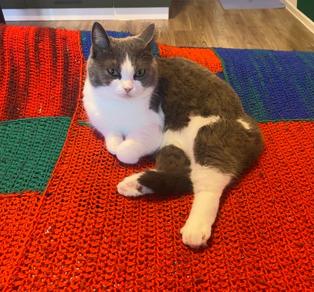 #мурёнакошечка и её смешные мордахи. Два года живет с н?...