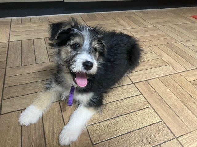 Ищем дом для этой малышки.
Девочка, примерно 3 месяца. Б?...