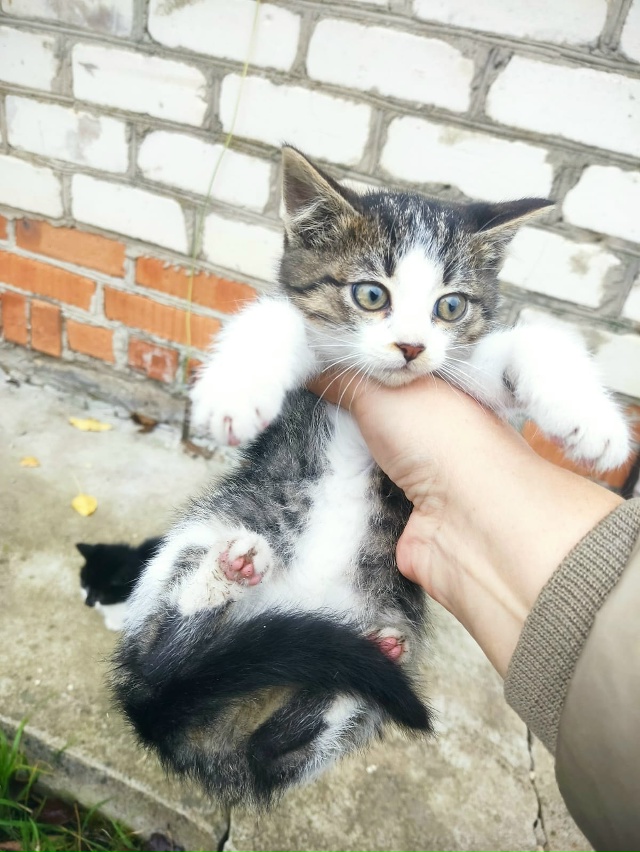 Котята ищут дом
89105423552 Алексей