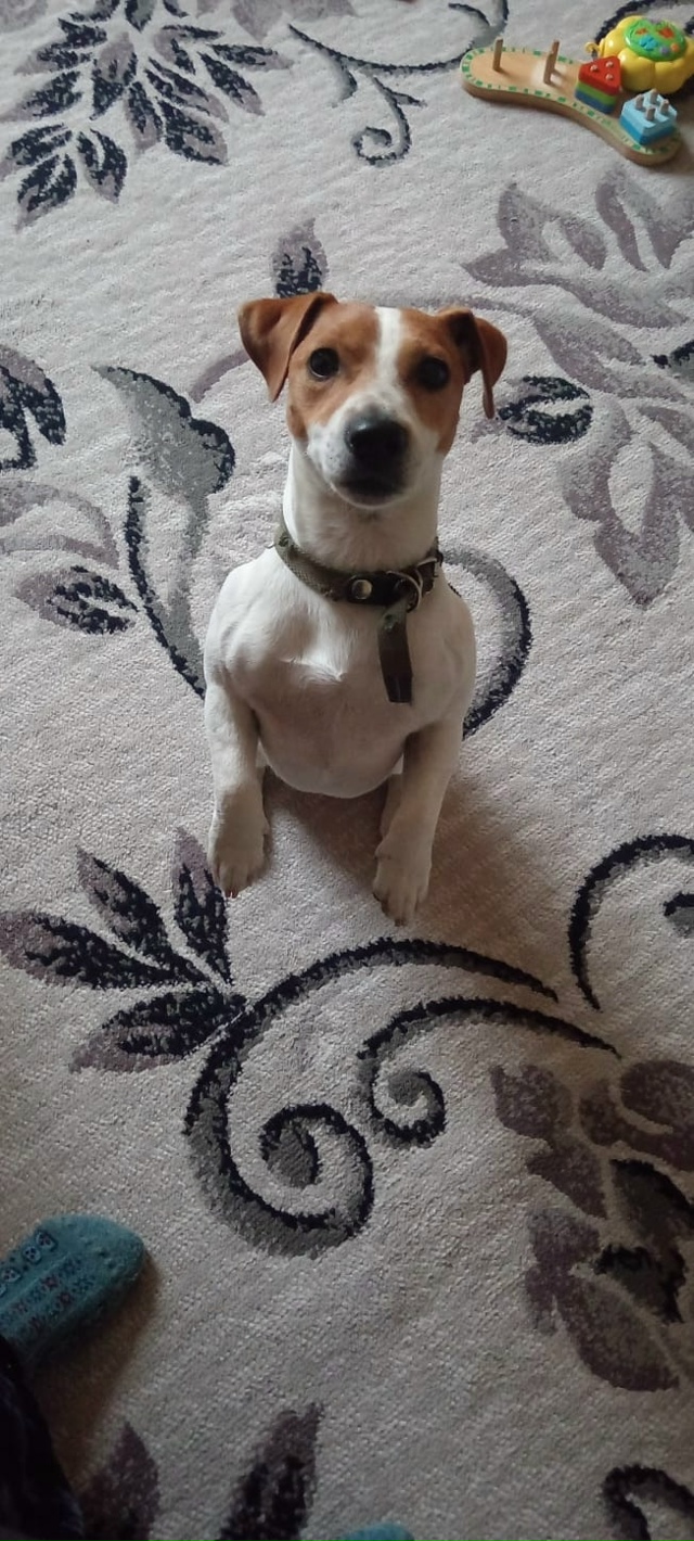 Ищем дом мальчику. Зовут Пуля, возраст 2 года, очень кон?...