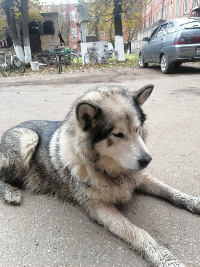 Уважаемые жители! Может кто узнаёт своего Красавца, на?...