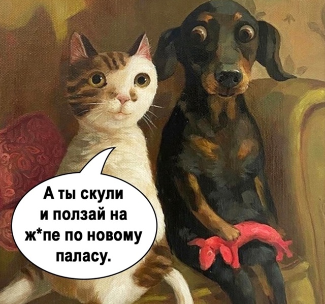 Повезло же этим котам