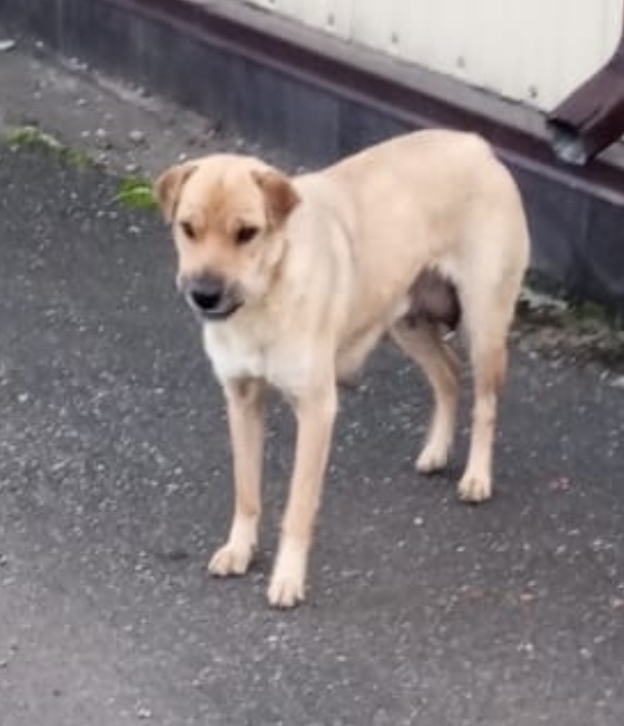 Ищут дом щенки с ахтырского хлебозавода. Все мальчишки...