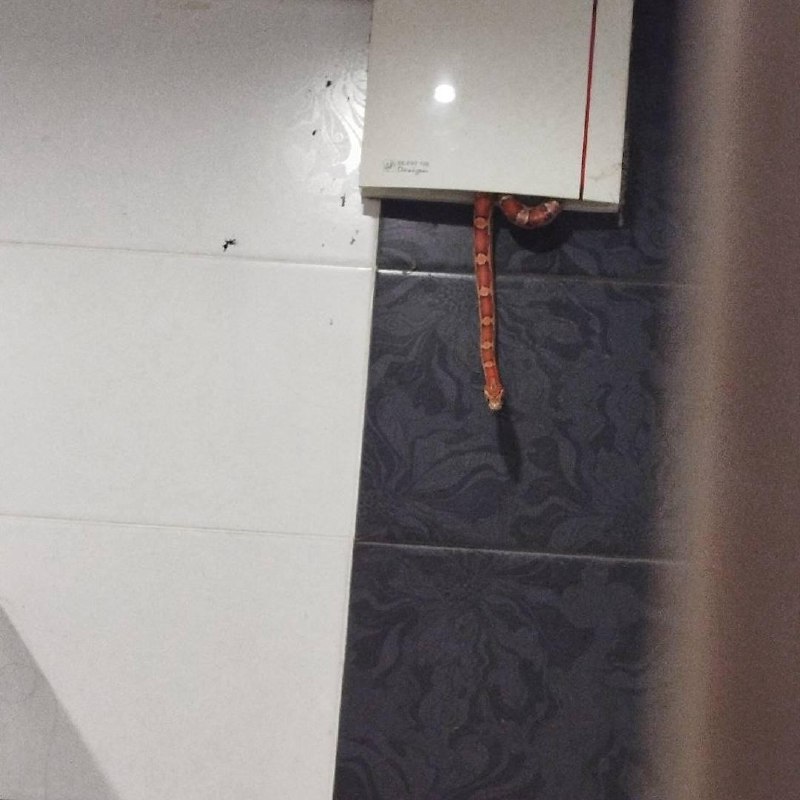 🐍 Змея посетила москвича, пока тот мылся в душе
Через несколько минут рептилия уползла обратно — те