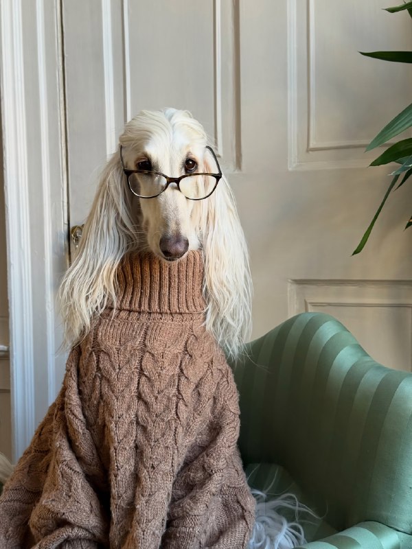 Афганская борзая по имени Саманта — новая звезда соцсетей
Бася набирает миллионы лайков. На каждом