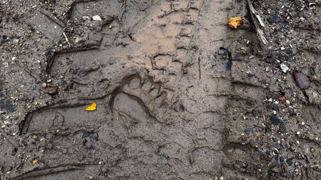 Встретили такие следы за Неклюдовской. Это росомаха?
#...