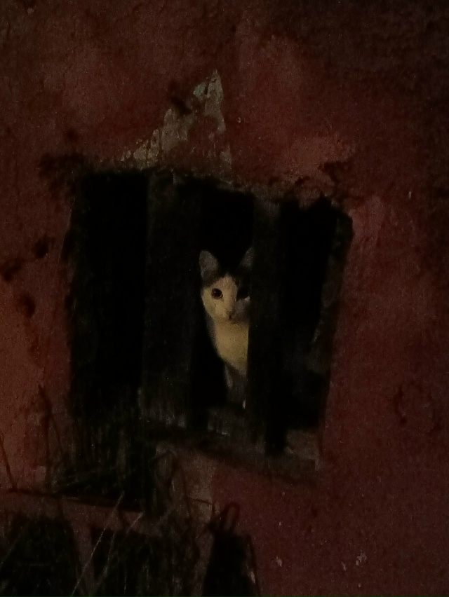 В 00:30 4-го ноября увидели кошку, выглядит домашней. Упит?...