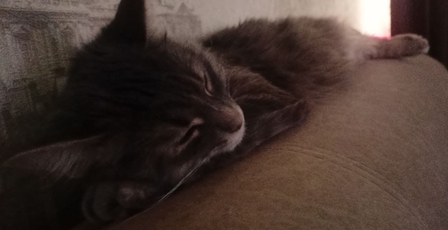 Потерялась кошка жила на улице радужной прошу сооьщит?...