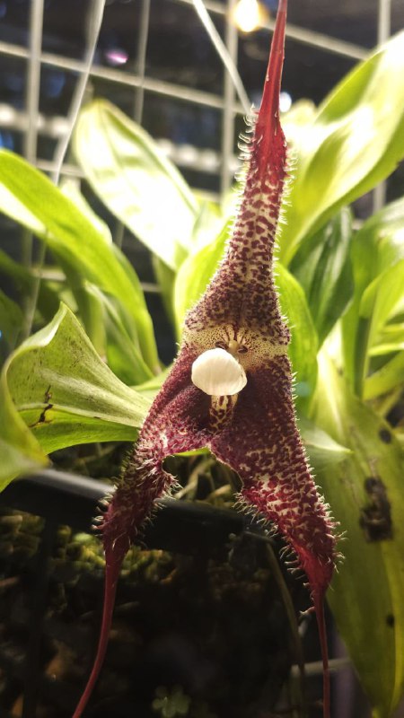 Ой, прикольновое: в «Аптекарском огороде» расцвела редкая «орхидея-вампир» Dracula chimaera!
Найти