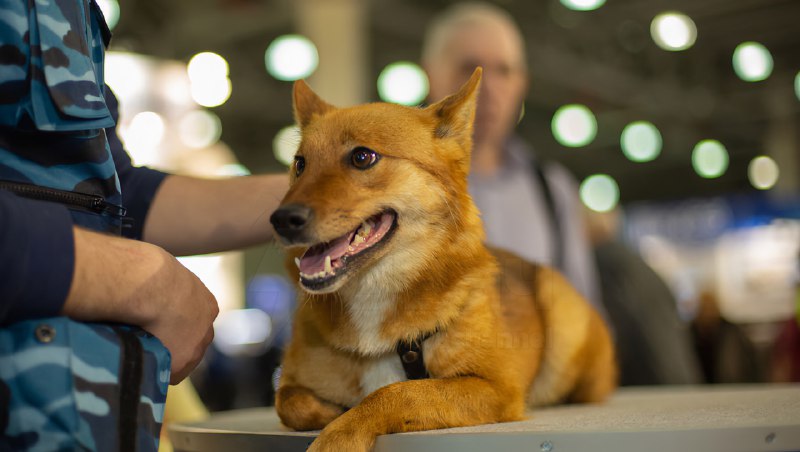 Шабака, наконец-то: шалайка — редкая российская порода собак, это гибрид шакала и лайки, который соз