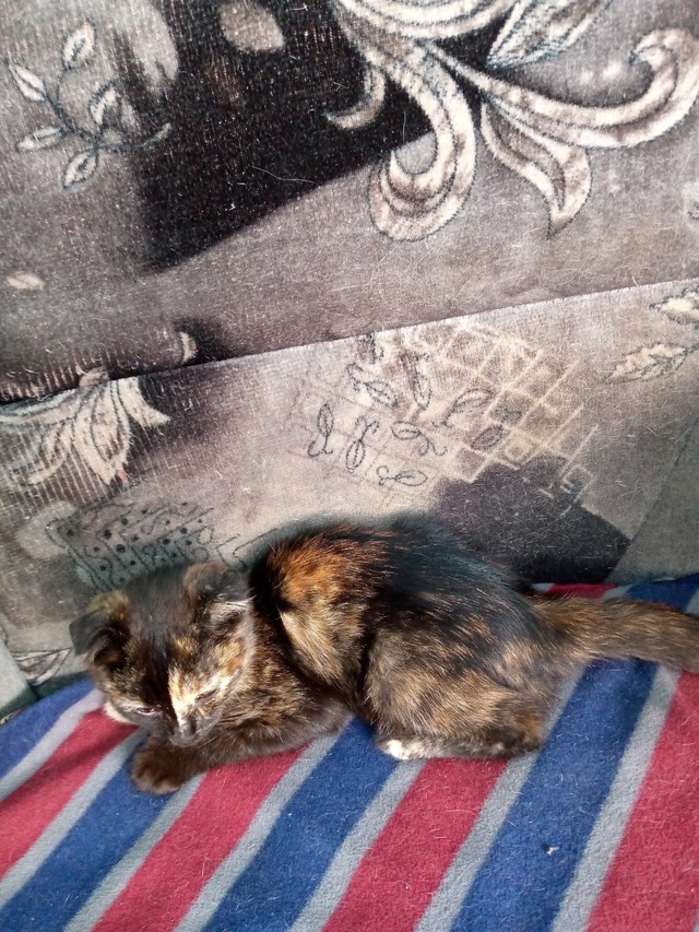 Отдам котят в добрые руки. Котята ручные, ласковые, куш?...