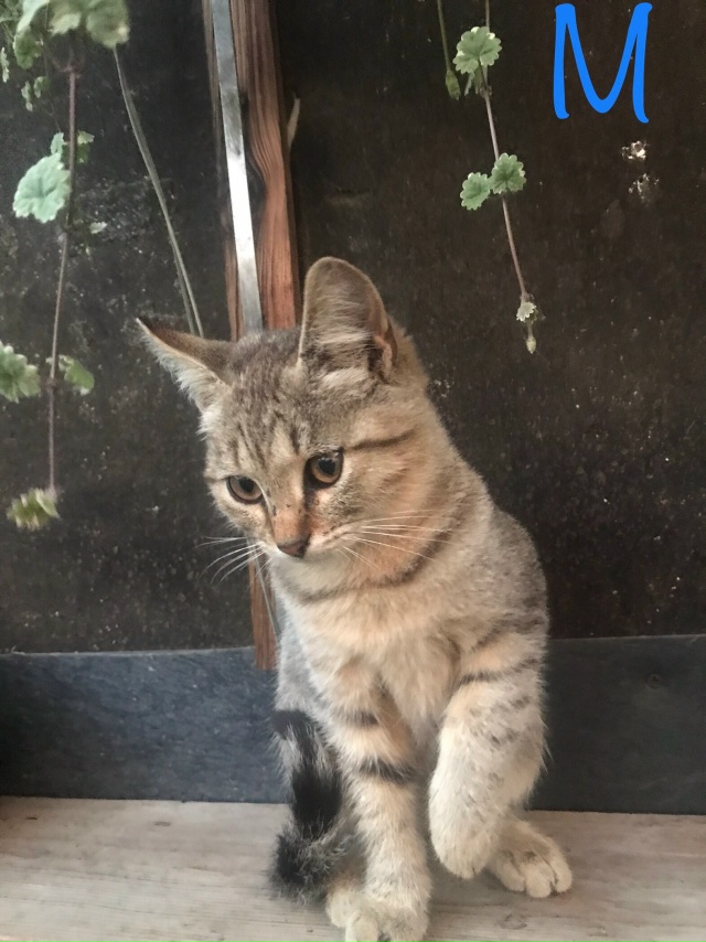 Добрый день!
В начале лета, в дождь, подобрали новорожд?...