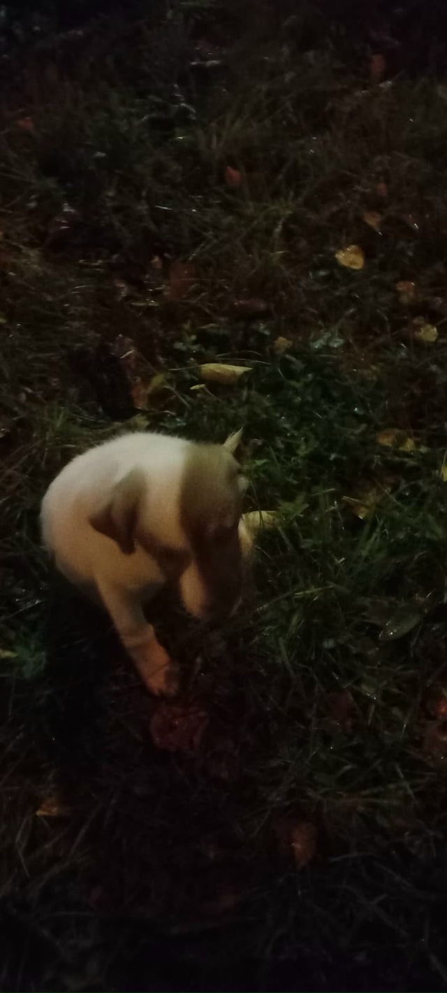 Срочно ❗
Женщина обнаружила щенка возле храма на нижн...