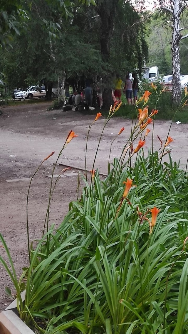 С первых теплых дней под окнами нашего дома по Партиза?...