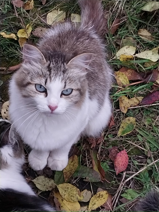 Голубоглазая кошечка- мышеловка и два ее котенка нужда...
