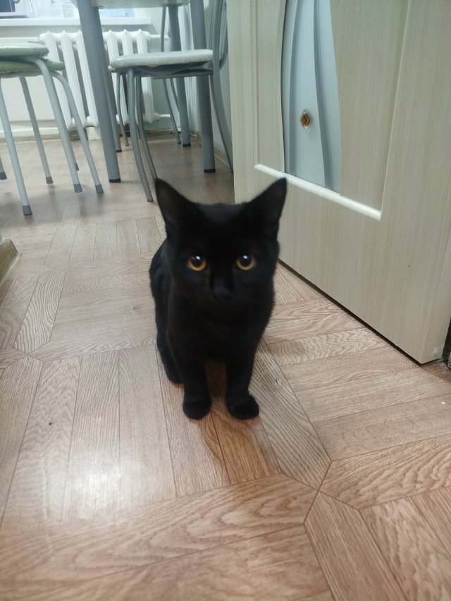 Найден котик на Уральской. Хозяева отзовитесь.