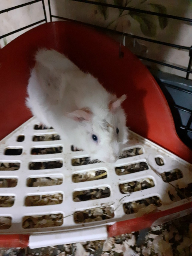 Всем здравствуйте. Этот милый малыш ищет новый дом и до...