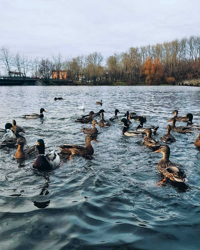 Утиное пати
Автор фото Игорь Назаров